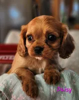 Daisy, a female Cavalier King Charles Spaniel for sale in Hubbardston, MI – 2 of 4