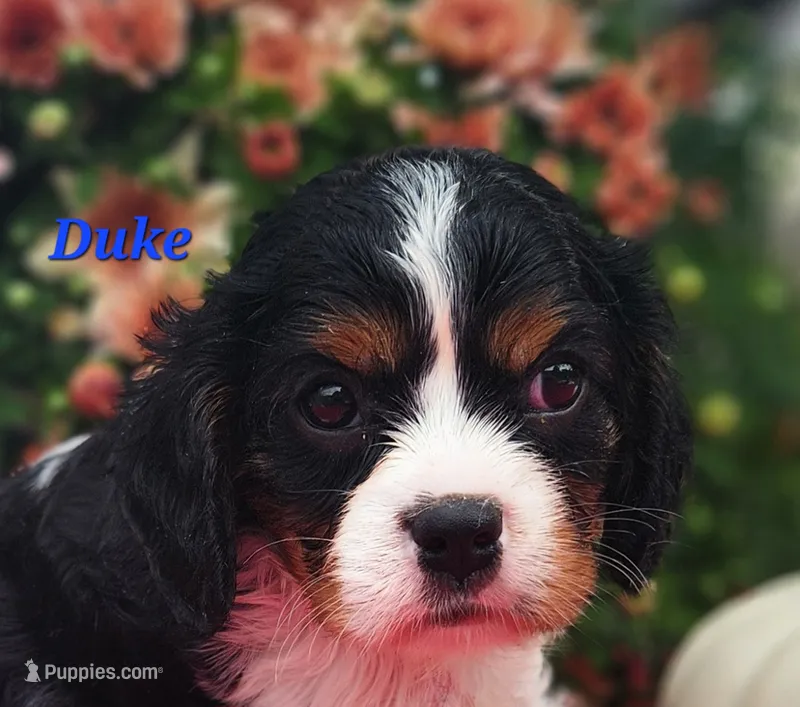 Duke – Cavalier King Charles Spaniel puppy for sale in Hubbardston, MI