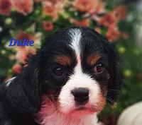 Duke, a male Cavalier King Charles Spaniel for sale in Hubbardston, MI – 1 of 4