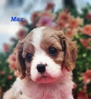 Max, a male Cavalier King Charles Spaniel for sale in Hubbardston, MI – 3 of 5