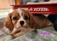 Sophia, a female Cavalier King Charles Spaniel for sale in Hubbardston, MI – 4 of 4