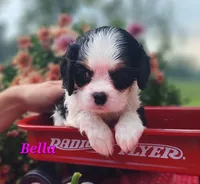 Bella, a female Cavalier King Charles Spaniel for sale in Hubbardston, MI – 2 of 3