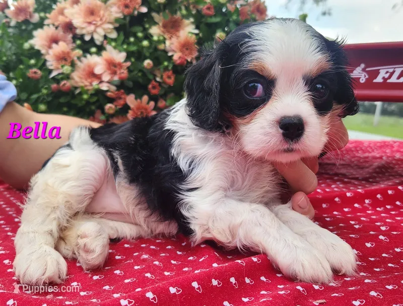Bella – Cavalier King Charles Spaniel puppy for sale in Hubbardston, MI