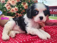 Bella, a female Cavalier King Charles Spaniel for sale in Hubbardston, MI – 3 of 3