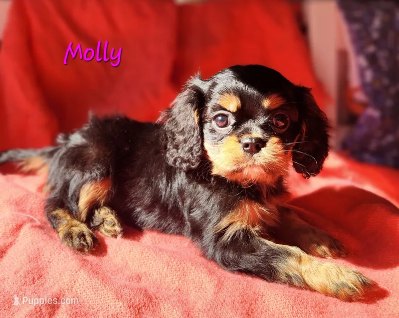 Molly – Cavalier King Charles Spaniel puppy for sale in Hubbardston, MI