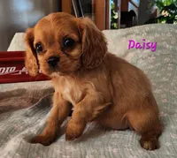 Daisy, a female Cavalier King Charles Spaniel for sale in Hubbardston, MI – 3 of 4