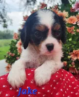 Jake, a male Cavalier King Charles Spaniel for sale in Hubbardston, MI – 2 of 5