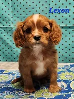 lexon, a male Cavalier King Charles Spaniel for sale in Hubbardston, MI – Photo 2 of 3