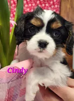 Cindy, a female Cavalier King Charles Spaniel for sale in Hubbardston, MI – Photo 5 of 6