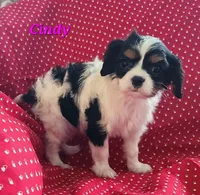 Cindy, a female Cavalier King Charles Spaniel for sale in Hubbardston, MI – Photo 2 of 6