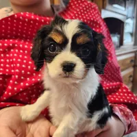 Cindy, a female Cavalier King Charles Spaniel for sale in Hubbardston, MI – Photo 6 of 6