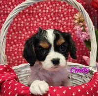Cindy, a female Cavalier King Charles Spaniel for sale in Hubbardston, MI – Photo 1 of 6