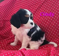 Cindy, a female Cavalier King Charles Spaniel for sale in Hubbardston, MI – Photo 4 of 6