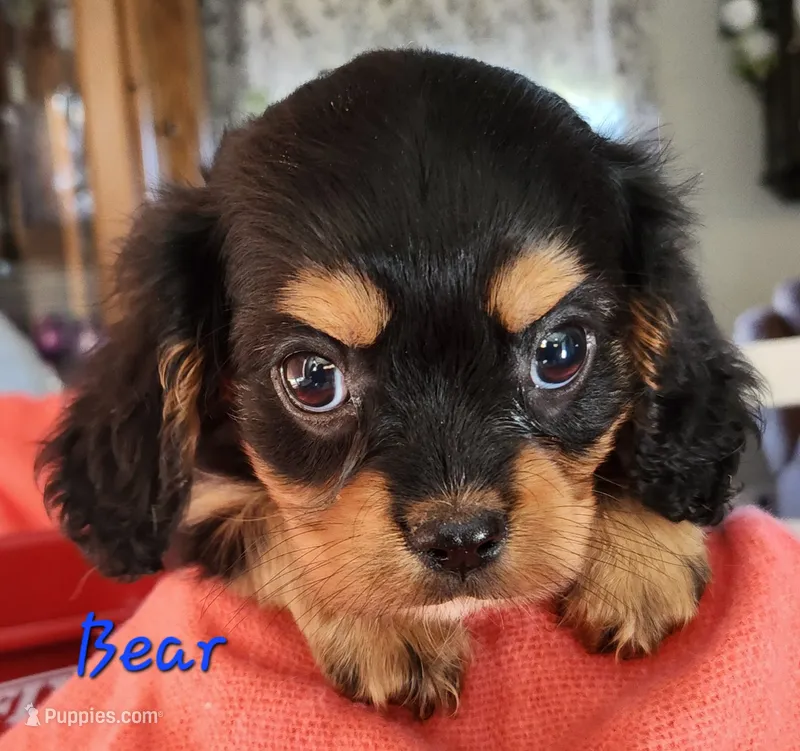 Bear – Cavalier King Charles Spaniel puppy for sale in Hubbardston, MI