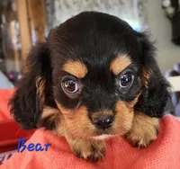 Bear, a male Cavalier King Charles Spaniel for sale in Hubbardston, MI – 1 of 5