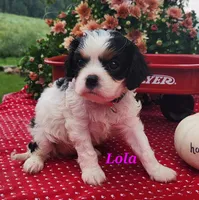 Lola, a female Cavalier King Charles Spaniel for sale in Hubbardston, MI – 3 of 4