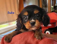 Duke, a male Cavalier King Charles Spaniel for sale in Hubbardston, MI – 2 of 4