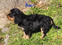 Bear, a male Cavalier King Charles Spaniel for sale in Hubbardston, MI – 2 of 5
