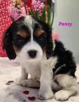 Pansy, a female Cavalier King Charles Spaniel for sale in Hubbardston, MI – Photo 5 of 5