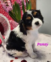 Pansy, a female Cavalier King Charles Spaniel for sale in Hubbardston, MI – Photo 3 of 5