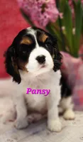 Pansy, a female Cavalier King Charles Spaniel for sale in Hubbardston, MI – Photo 2 of 5
