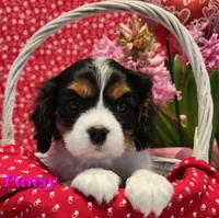 Pansy, a female Cavalier King Charles Spaniel for sale in Hubbardston, MI – Photo 1 of 5