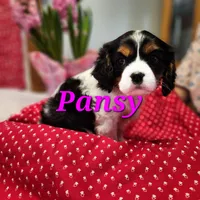 Pansy, a female Cavalier King Charles Spaniel for sale in Hubbardston, MI – Photo 4 of 5