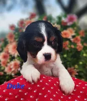Duke, a male Cavalier King Charles Spaniel for sale in Hubbardston, MI – 4 of 4