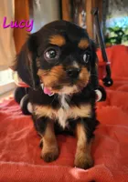lucy, a female Cavalier King Charles Spaniel for sale in Hubbardston, MI – 3 of 3