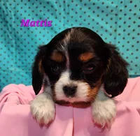 Mattis, a female Cavalier King Charles Spaniel for sale in Hubbardston, MI – Photo 3 of 3