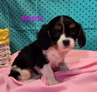 Mattis, a female Cavalier King Charles Spaniel for sale in Hubbardston, MI – Photo 2 of 3