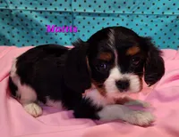 Mattis, a female Cavalier King Charles Spaniel for sale in Hubbardston, MI – Photo 1 of 3