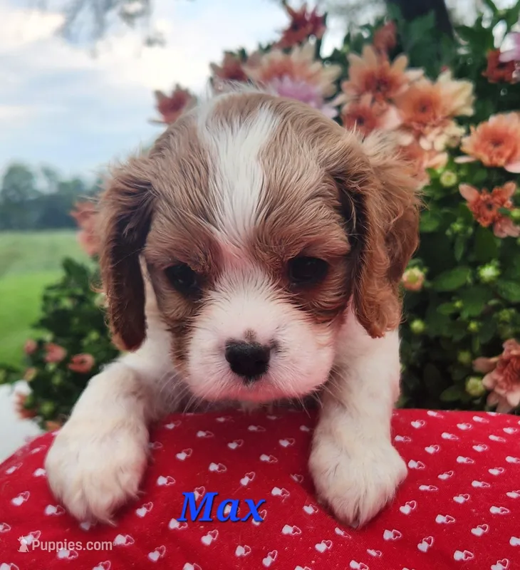 Max – Cavalier King Charles Spaniel puppy for sale in Hubbardston, MI
