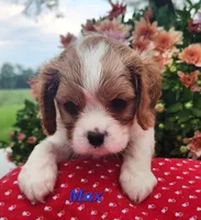 Max, a male Cavalier King Charles Spaniel for sale in Hubbardston, MI – 1 of 5