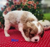 Max, a male Cavalier King Charles Spaniel for sale in Hubbardston, MI – 4 of 5