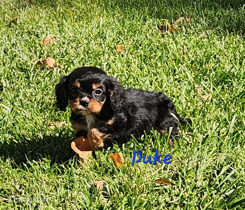 Duke – Cavalier King Charles Spaniel puppy for sale in Hubbardston, MI