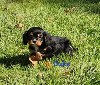 Duke, a male Cavalier King Charles Spaniel for sale in Hubbardston, MI – 1 of 4