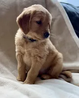 Moose purebred golden retriever , a male Golden Retriever for sale in Winnemucca, NV – Photo 3 of 10