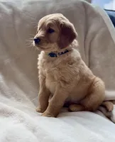 Moose purebred golden retriever , a male Golden Retriever for sale in Winnemucca, NV – Photo 5 of 10