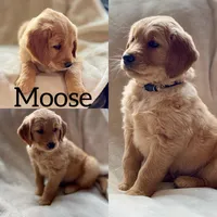 Moose purebred golden retriever , a male Golden Retriever for sale in Winnemucca, NV – Photo 1 of 10
