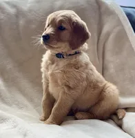 Moose purebred golden retriever , a male Golden Retriever for sale in Winnemucca, NV – Photo 6 of 10
