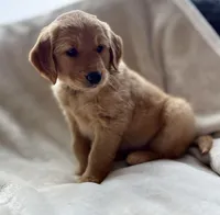 Moose purebred golden retriever , a male Golden Retriever for sale in Winnemucca, NV – Photo 9 of 10