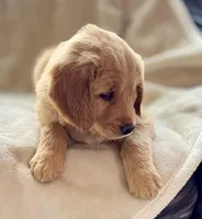 Moose purebred golden retriever , a male Golden Retriever for sale in Winnemucca, NV – Photo 7 of 10