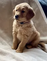 Moose purebred golden retriever , a male Golden Retriever for sale in Winnemucca, NV – Photo 2 of 10