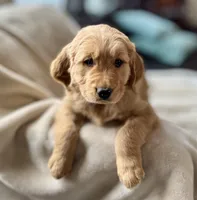 Ranger purebred golden retriever, a male Golden Retriever for sale in Winnemucca, NV – Photo 1 of 7
