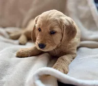 Ranger purebred golden retriever, a male Golden Retriever for sale in Winnemucca, NV – Photo 5 of 7