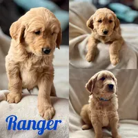 Ranger purebred golden retriever, a male Golden Retriever for sale in Winnemucca, NV – Photo 7 of 7