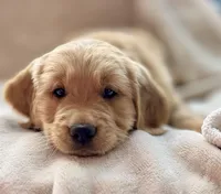 Ranger purebred golden retriever, a male Golden Retriever for sale in Winnemucca, NV – Photo 4 of 7