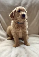 Ranger purebred golden retriever, a male Golden Retriever for sale in Winnemucca, NV – Photo 2 of 7