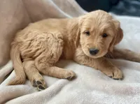 Ranger purebred golden retriever, a male Golden Retriever for sale in Winnemucca, NV – Photo 6 of 7